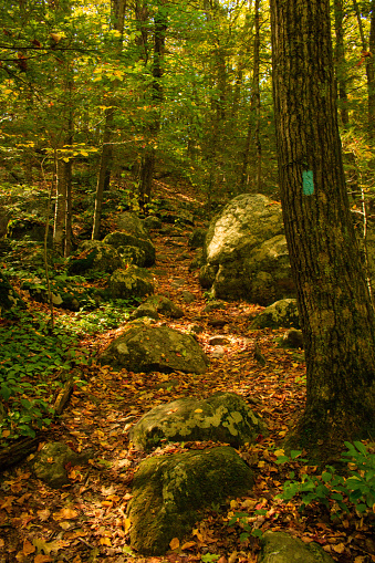 Landscape featuring the blue trail at Burr Pond State Park in autumn