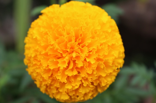 selective focus and  blurry close up  of Marigolds flowers.Yellow Flower.