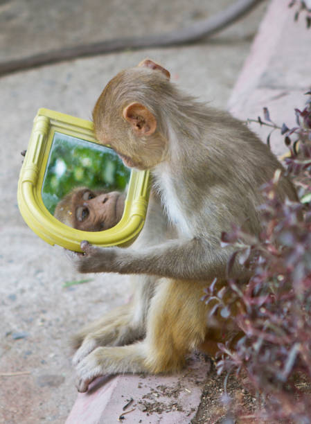 monkey looking himself at the mirror stock photo