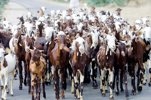 herd of goats, seen from below
