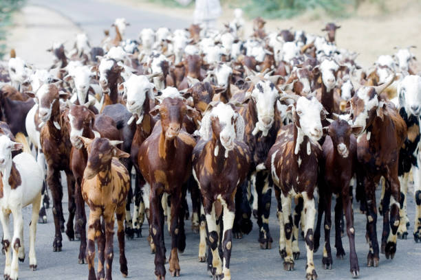 herd of goats, seen from below stock photo