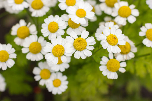 istock Chamomile. Flowering daisies on a meadow in the summer. Background 861492476
