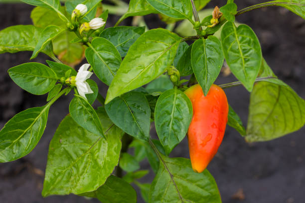 istock Close-up of a blossoming pepper 861496380