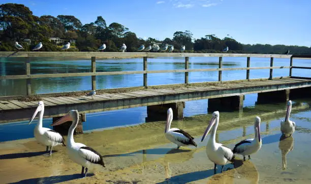 Pelicans on sand next to a wharf