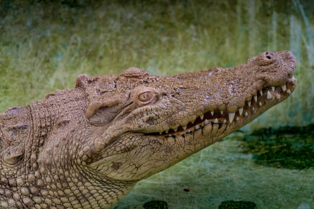 istock White Crocodile in the zoo 861499012
