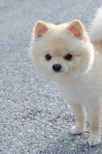 istock Cute Pomeranian Puppy Standing and looking at the camera 861499220