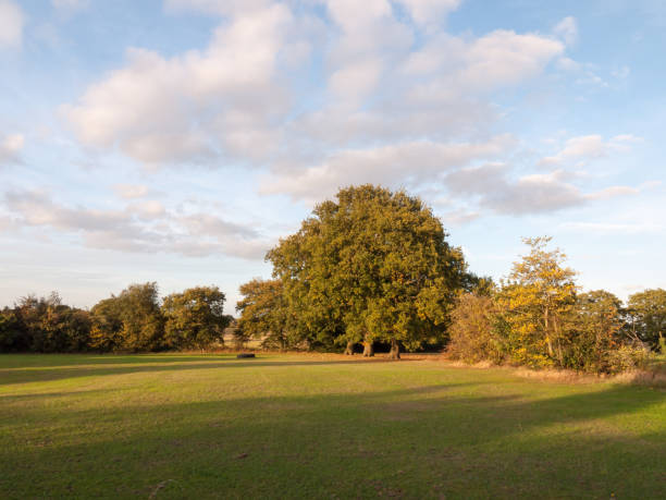 istock tree across field with sky background summer light 861499934
