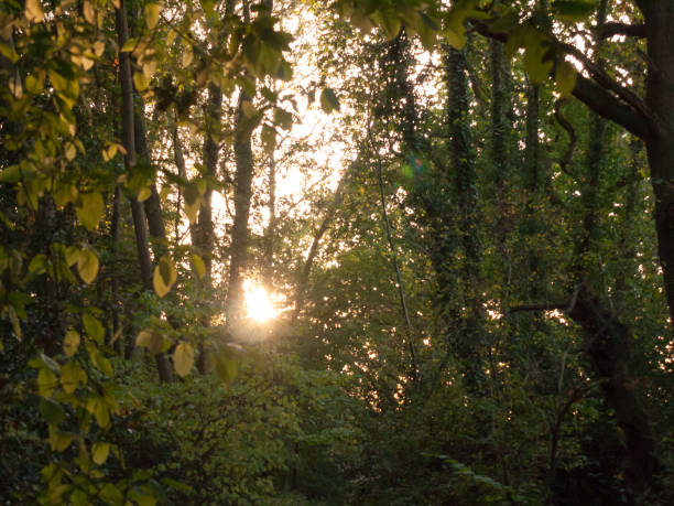 istock light setting shining through trees blur nature leaves autumn 861499946