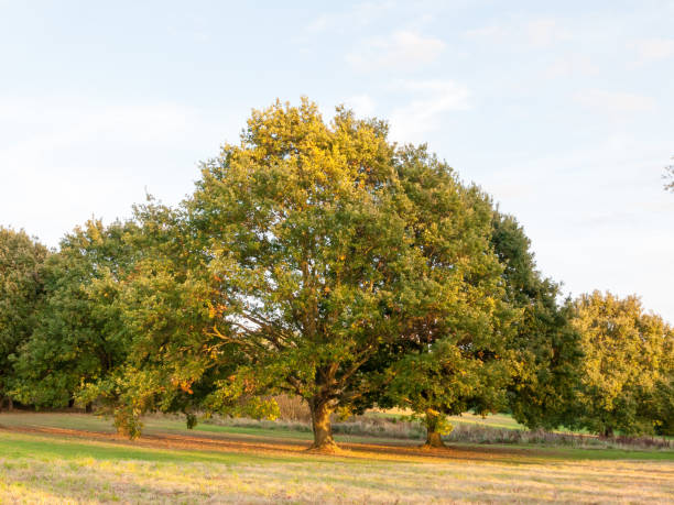 trees in field background sun light green pretty nature