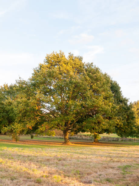 istock trees in field background sun light green pretty nature 861500006