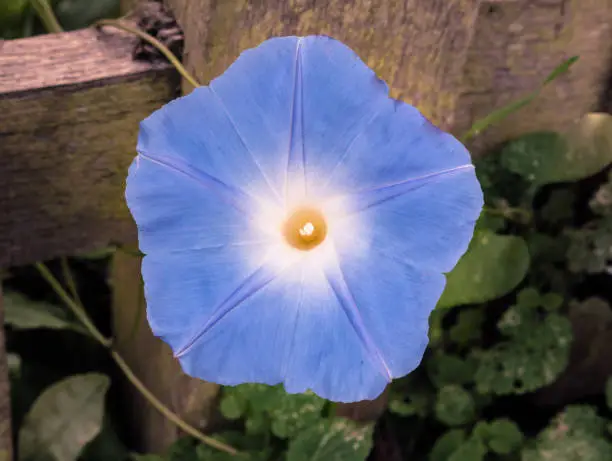 Photo of Morning Glory Heavenly Blue Flower Plant Up Close