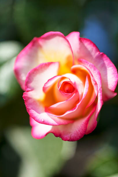 różowa róża - 13417 zdjęcia i obrazy z banku zdjęć