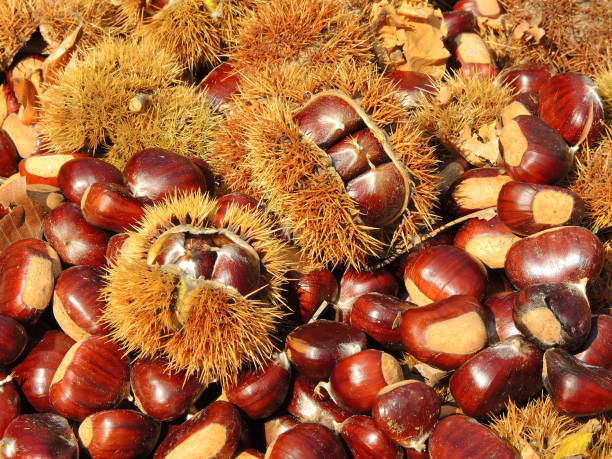 istock Autumn composition of chestnuts, hedgehog and chestnut leaves 861508772