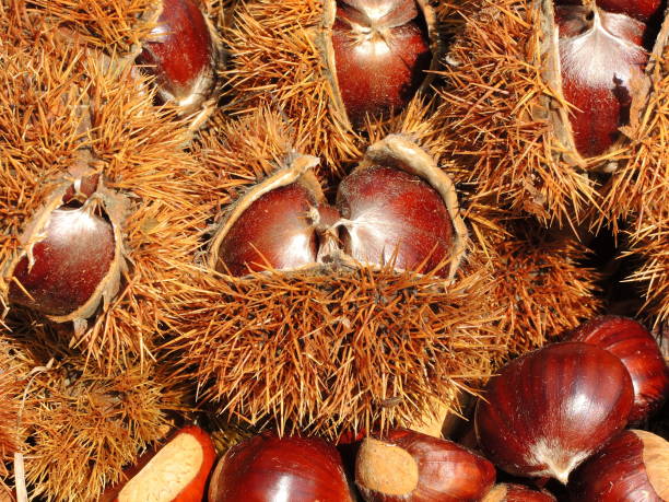 istock Autumn composition of chestnuts, hedgehog and chestnut leaves 861508786