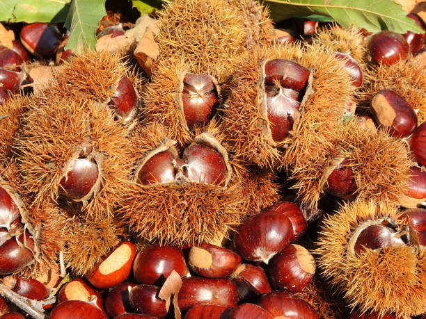 istock Autumn composition of chestnuts, hedgehog and chestnut leaves 861508794
