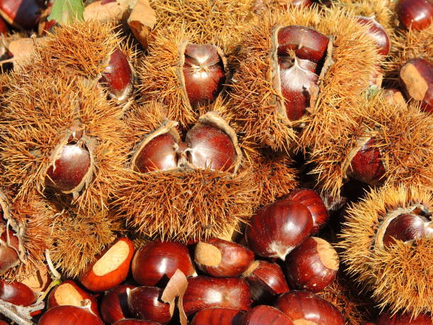 istock Autumn composition of chestnuts, hedgehog and chestnut leaves 861508810