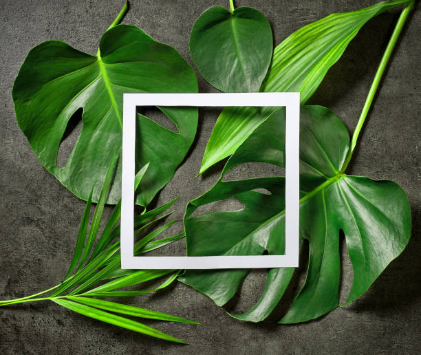 istock various tropical leaves and white paper frame on dark grey table 861511096