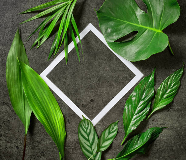 istock various tropical leaves and white paper frame on dark grey table 861511104