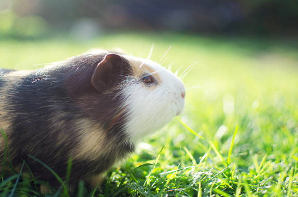 istock guinea pig walks in the fresh air and eating 861511642