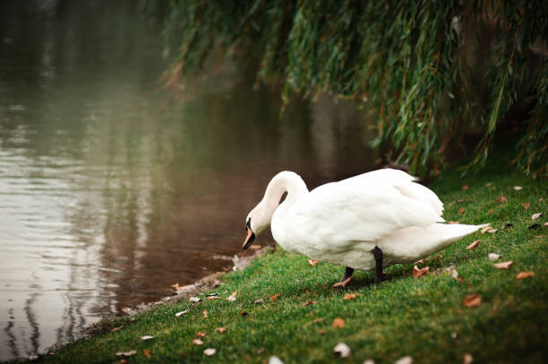 istock Beautiful white swan on the river bank 861514086