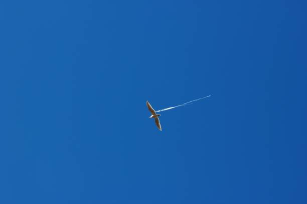 istock Seagull flying in a blue sky  with plastic bag on its left wing 861514680