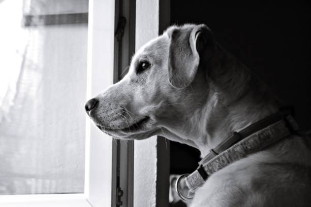 istock Labrador retriever dog waiting by the window 861515004