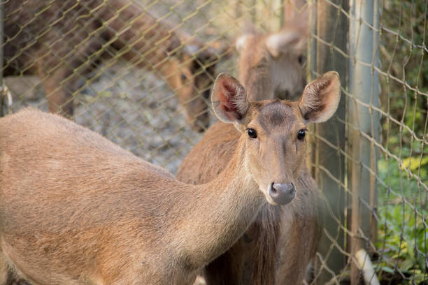 istock Deer at zoo looking at camera. portrait animal 861517686