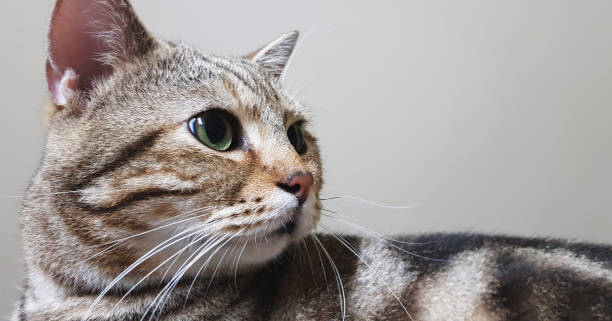 istock Cute shorthair cat 861524138