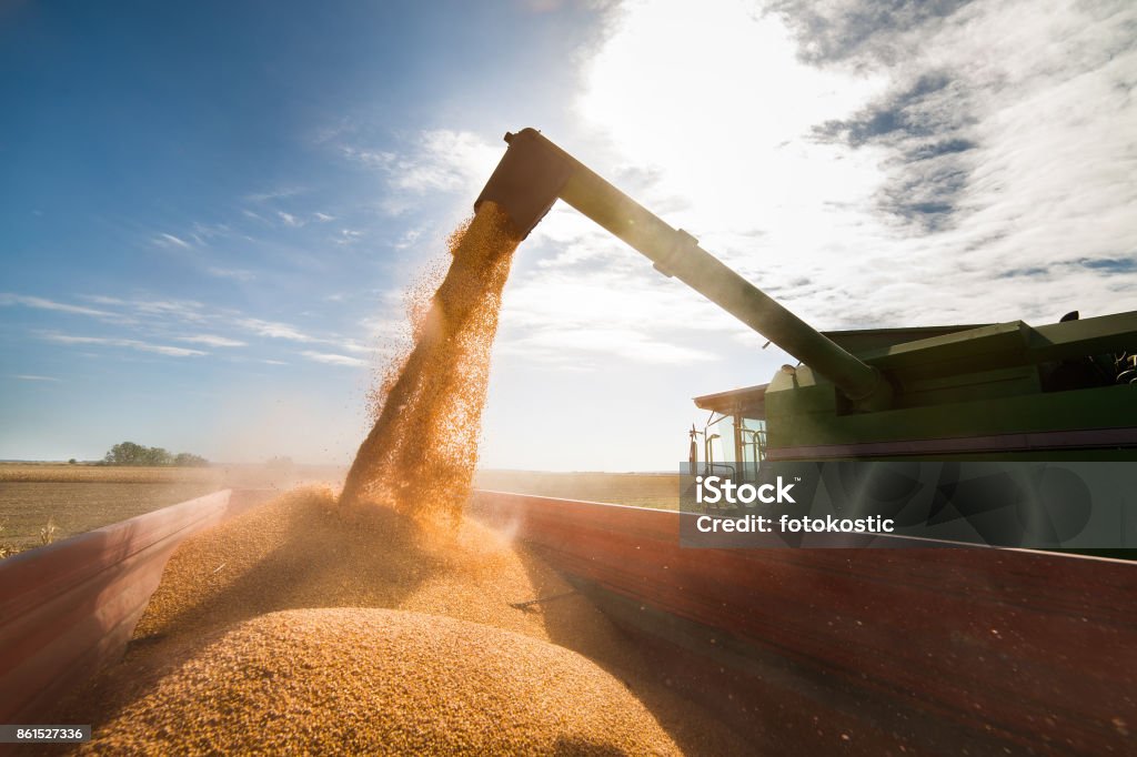 Verter el grano de maíz en remolque tractor después de la cosecha - Foto de stock de Maíz - Alimento libre de derechos