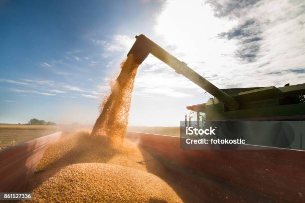 Verter El Grano De Maíz En Remolque Tractor Después De La Cosecha Foto de stock y más banco de imágenes de Maíz - Alimento