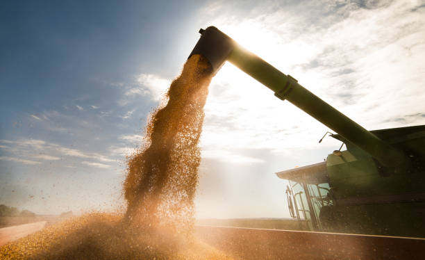 Pouring corn grain into tractor trailer after harvest Pouring corn grain into tractor trailer after harvest combine harvester stock pictures, royalty-free photos & images