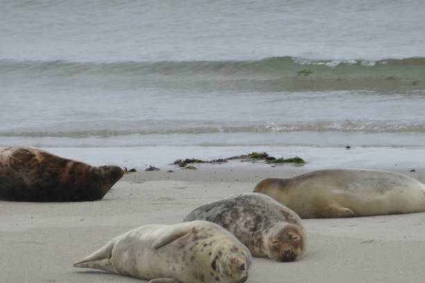 istock Gray seals lying at the beach - Helgoland 861530664