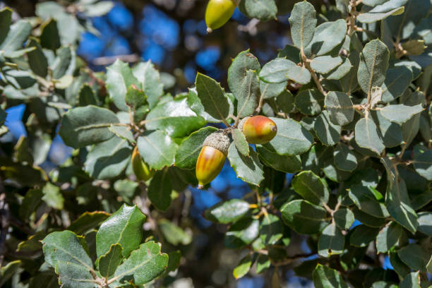 Close up of foliage and acorns of Holm Oak, Quercus ilex subsp. rotundifolia stock photo