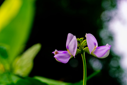 Purple flower of Cowpea tree and green leaves in garden,Organic yard long bean plant ,Vigna unguiculata