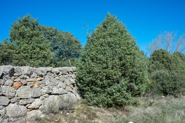 Prickly juniper, Juniperus oxycedrus Prickly juniper, Juniperus oxycedrus, growing next to a stone wall. Photo taken in Hoyo de Manzanares, province of Madrid, Spain juniperus oxycedrus stock pictures, royalty-free photos & images
