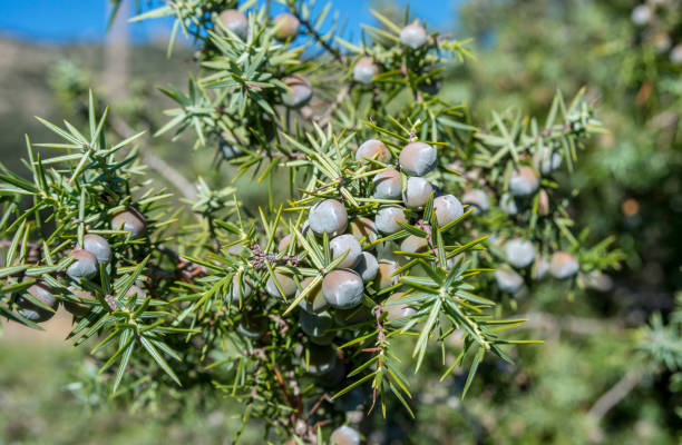Fruits and leaves of Prickly juniper, Juniperus oxycedrus Fruits and leaves of Prickly juniper, Juniperus oxycedrus. Photo taken in Hoyo de Manzanares, province of Madrid, Spain juniperus oxycedrus stock pictures, royalty-free photos & images