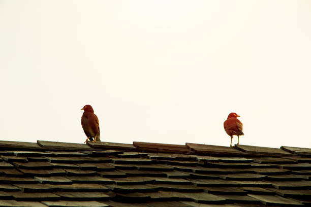 Two common myna birds sitting on the roof top against light pink morning sky in tropical country