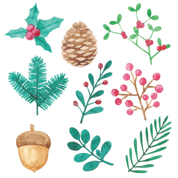 ilustraciones, imágenes clip art, dibujos animados e iconos de stock de elementos de diseño de plantas de invierno acuarela - vector holly christmas art