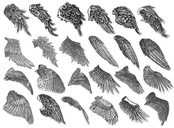 Set of hand drawn vintage etched woodcut angel or bird detailed wings. Heraldic wings for tattoo and mascot design. Isolated sketch collection vector. Card, poster, t-shirt, smart phone, CD print. Vector. angels tattoos stock illustrations