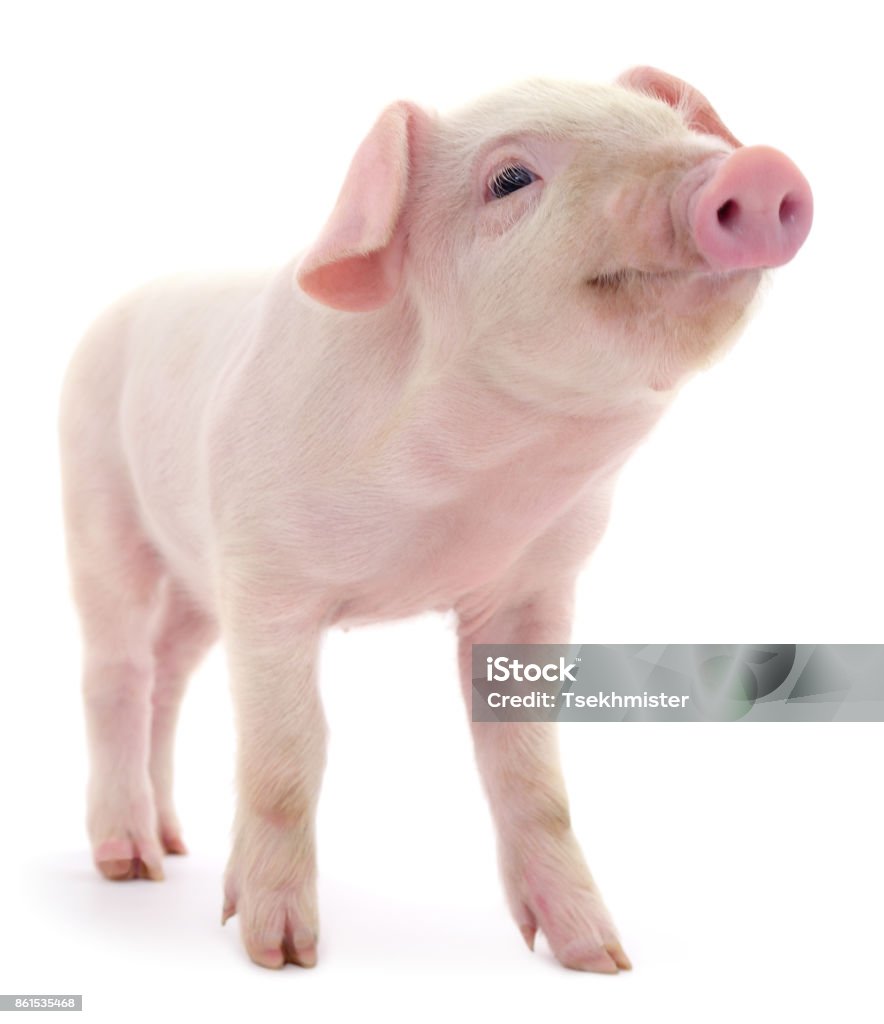 Cochon sur blanc - Photo de Porc - Mammifère ongulé libre de droits