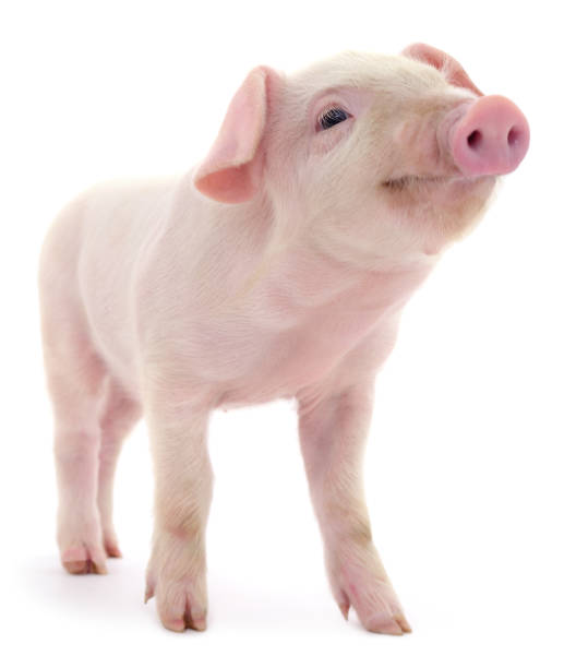 Pig on white Pig who is represented on a white background piglet stock pictures, royalty-free photos & images