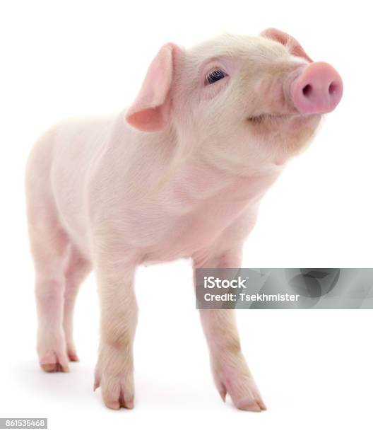 Pig On White Stock Photo - Download Image Now - Pig, Piglet, White Background