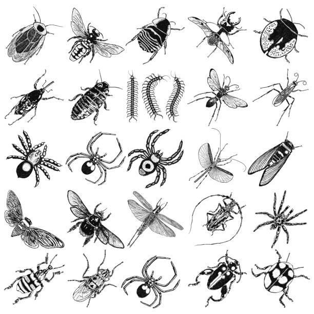 ilustrações de stock, clip art, desenhos animados e ícones de dragonfly, small and big bug, fly, cicada, honey bee, wasp, flying ladybug and insects. trendy embroidery stippling and hatching, shading style. stipple art. vector. - inseto ilustrações
