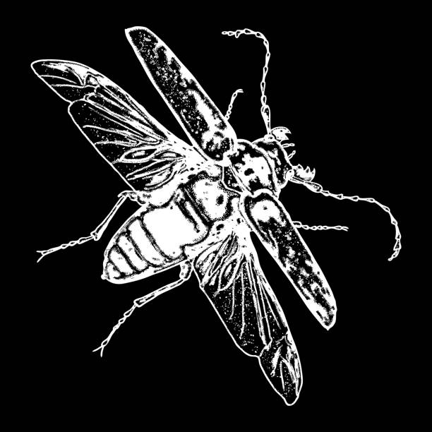 летающее насекомое, жук с крыльями, жук скарабея. винтаж старый ручной обращается stippling и штриховки, затенение стиле. гравировка слипом из д� - tip off stock illustrations