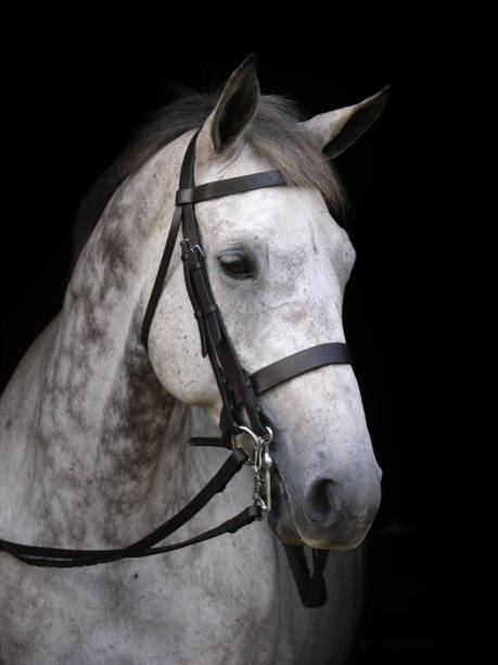 istock Grey Horse Head Shot 861538358
