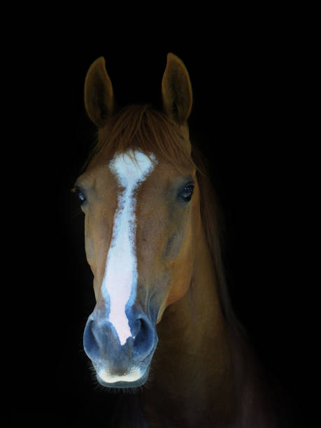 istock Chestnut horse headshot 861538508