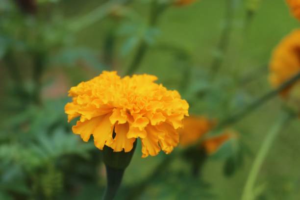 istock Marigolds flowers.Yellow 861539012