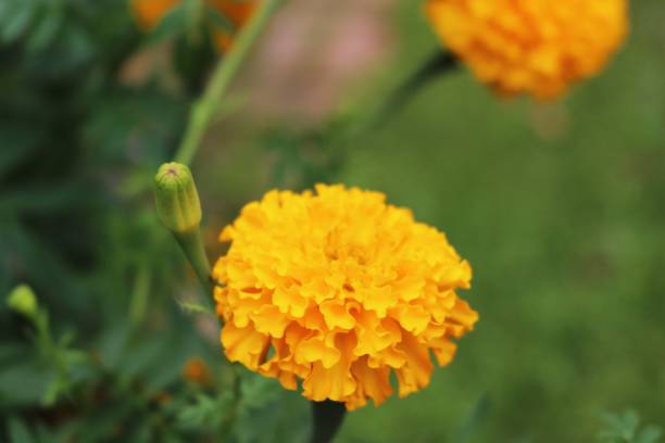 istock Marigolds flowers.Yellow 861539036