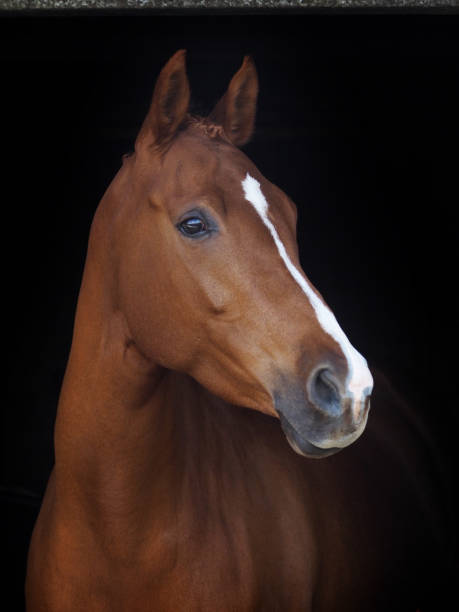 istock Chestnut horse headshot 861539326