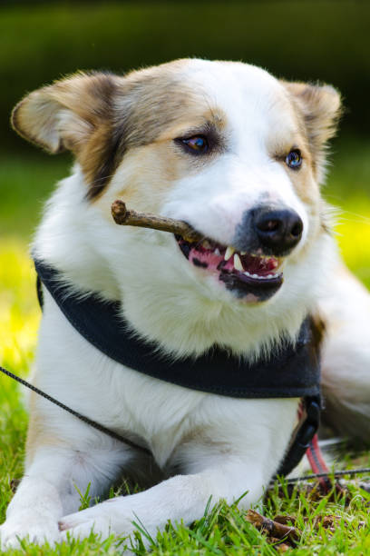 istock A dog rest after retrieving the branch 861539360